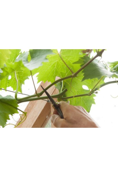 Обрезка виноградной лозы Айвенго